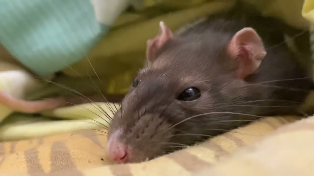 Sleeping rat - amazing and cute) Mishelle and more her friends at @koian_tv 