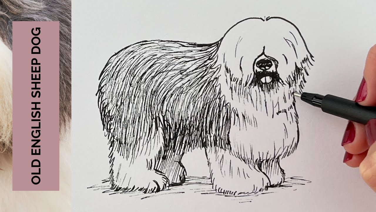 The ultimate OLD ENGLISH SHEEPDOG drawing tutorial