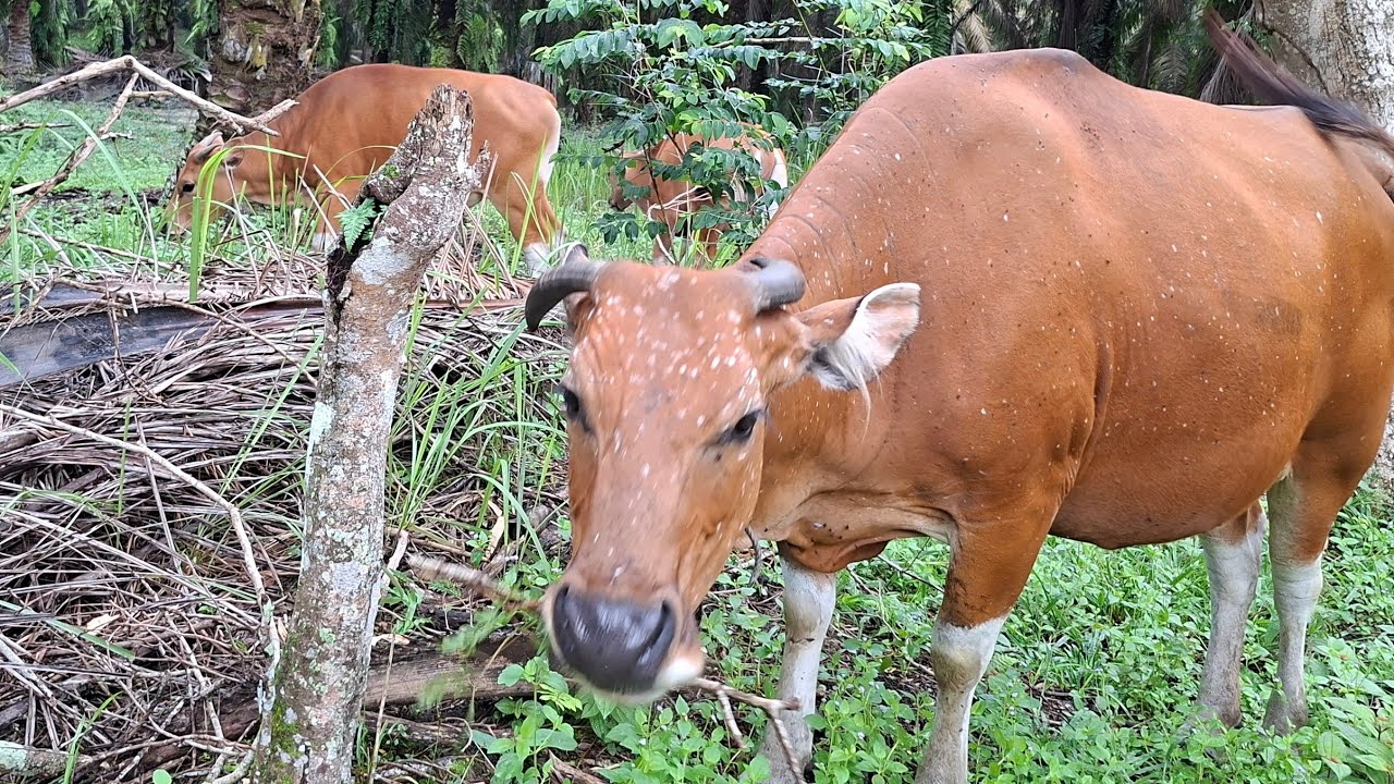 MENGGIRING SAPI DIPAGI HARI // GEMBALA SAPI DIPERKEBUNAN