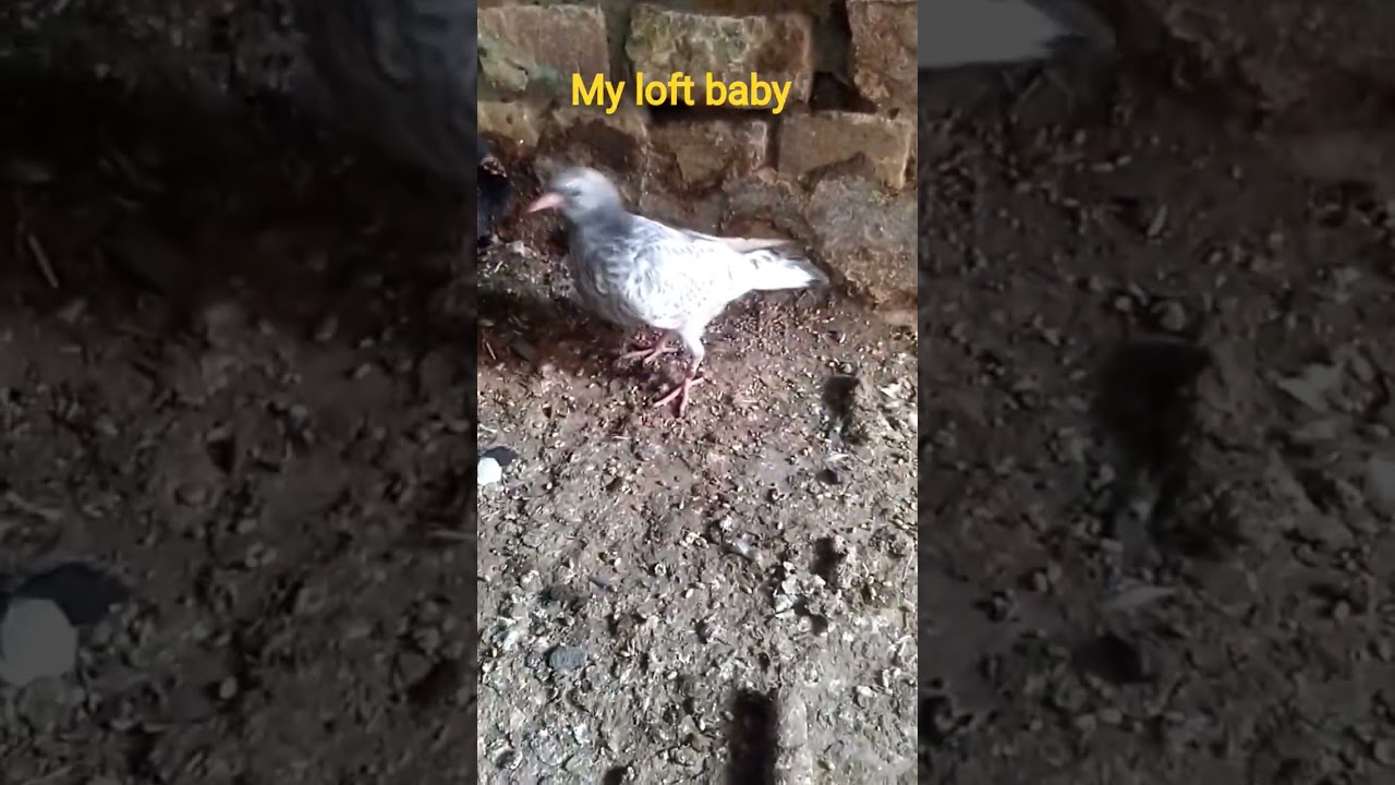 my loft baby pigeon 