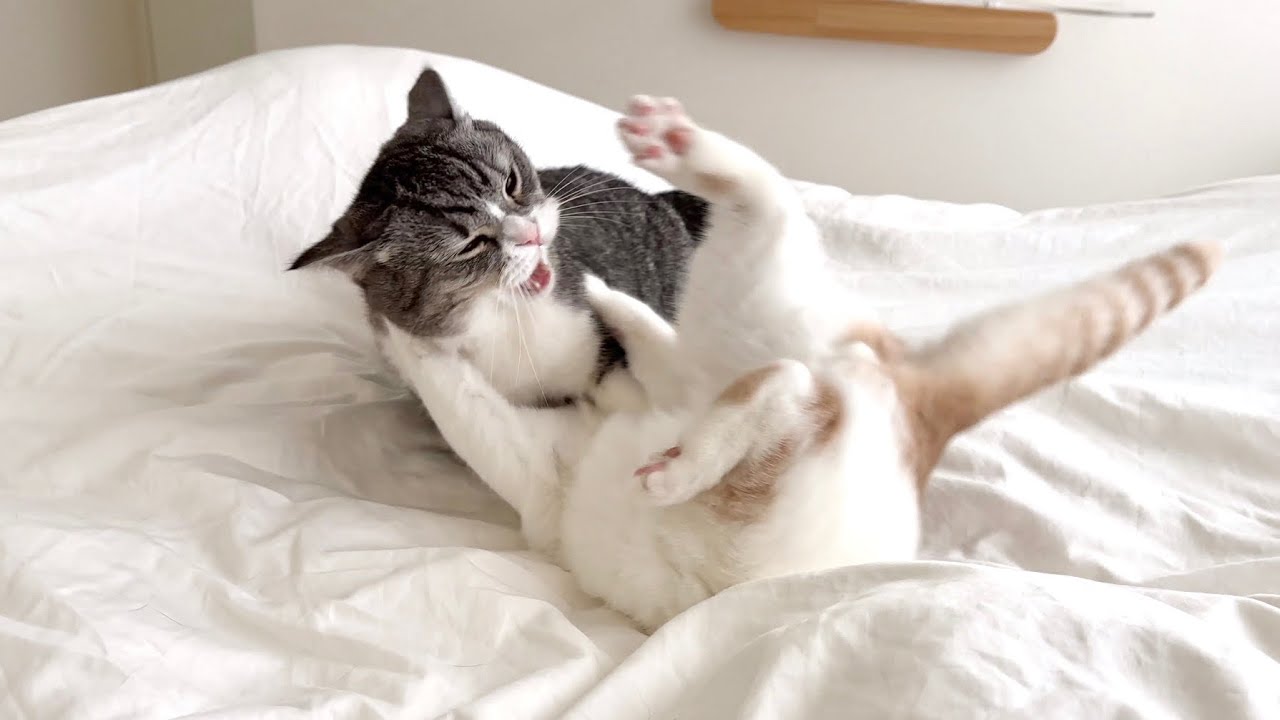 布団で大暴れして止まらない猫たちに「病院行くよ」と言ってみたらこうなったw