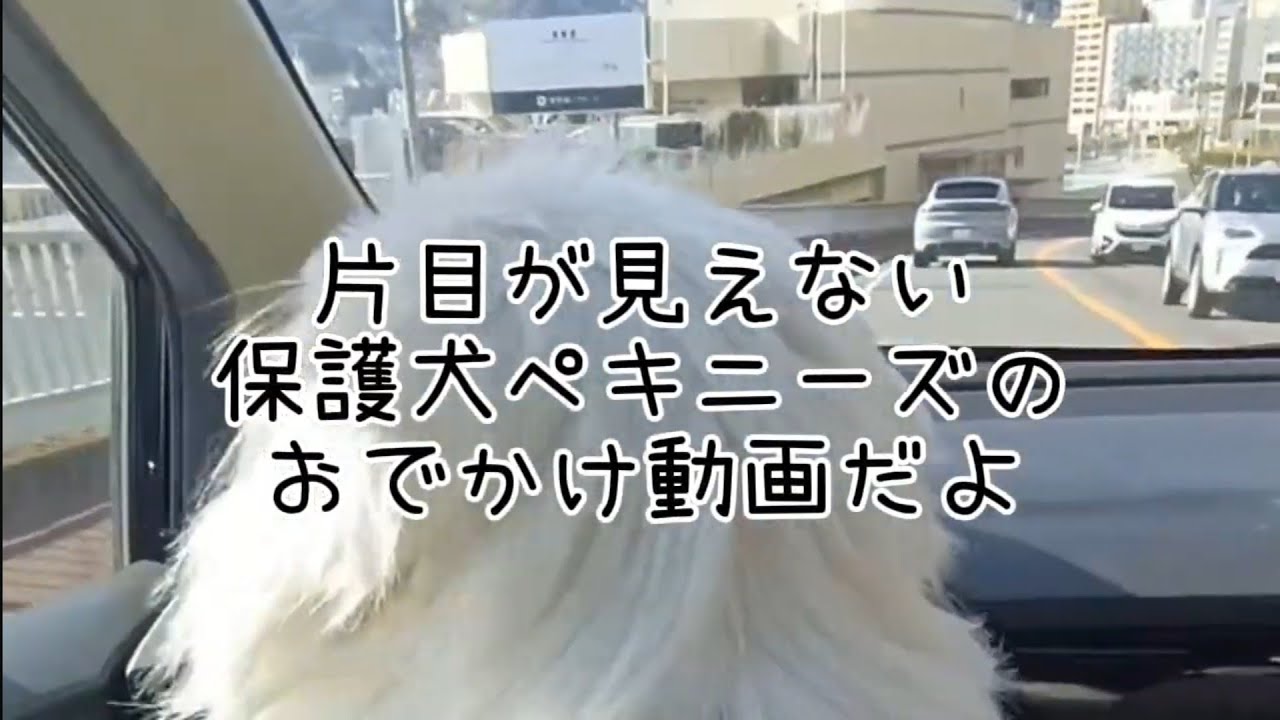 【熱海】AtaWanマルシェに行ってきたよ【元保護犬】