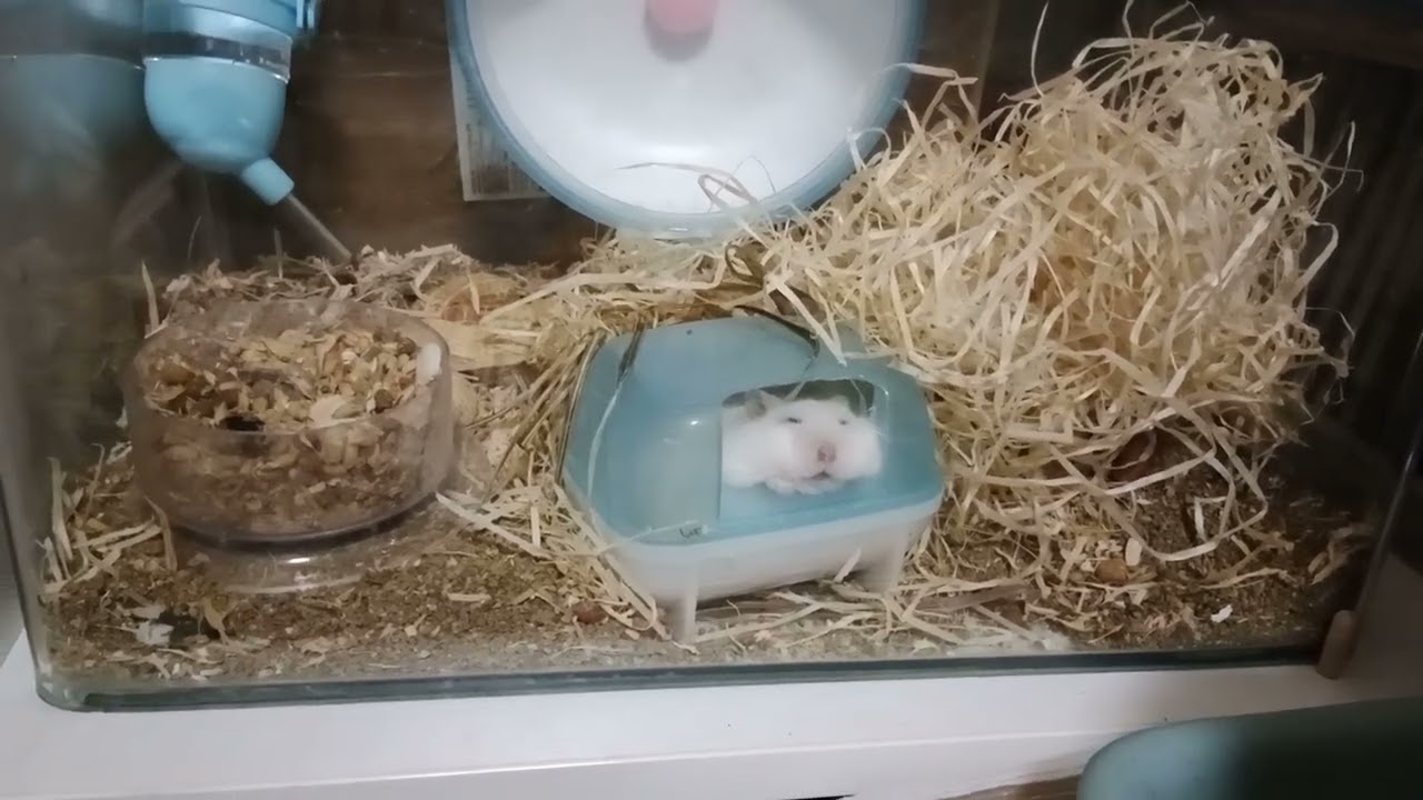 HOW DOES YOUR HAMSTER SLEEP?😊