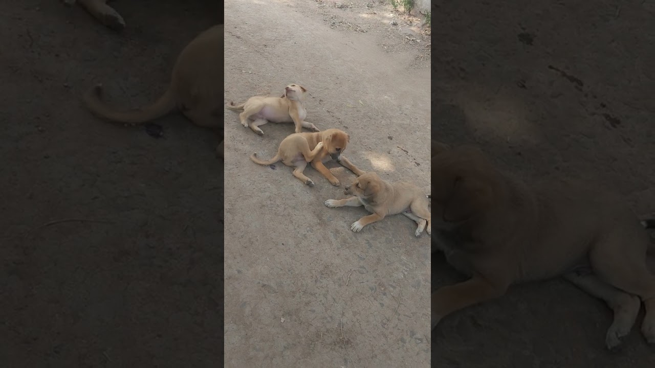 Funny videos😂🐕  एक बोटल के साथ खेलते हुऐ दो डोग  देखो पुरा वीडियोज देखना मजा आऐगा..