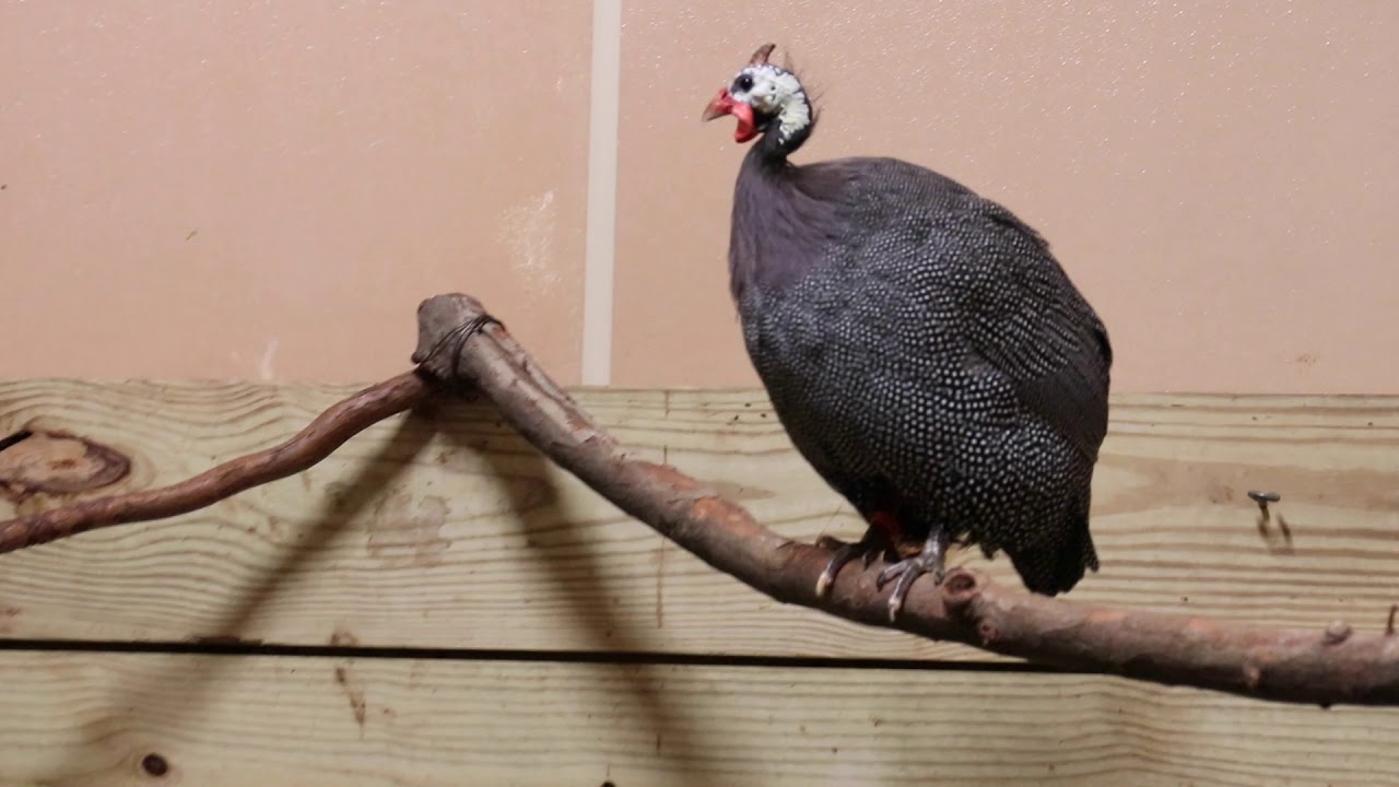 Very Vocal Fowl