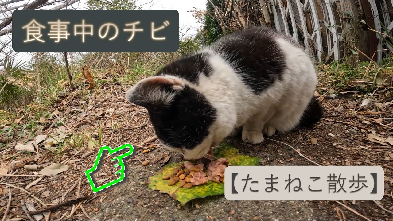 【たまねこ散歩】2026.02.16②～チビ♀とナミ♀～