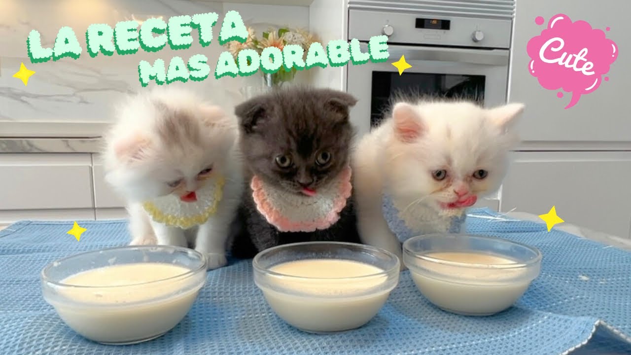 La MEJOR RECETA de LECHE CASERA para GATITOS 🍼 ¡Nuestros bebés la AMARON! 😻