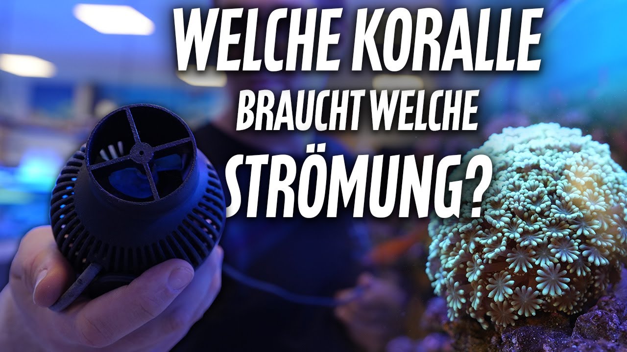 Welche STRÖMUNG brauchen KORALLEN im Meerwasseraquarium? *PlanktonPlus Aquaristik*