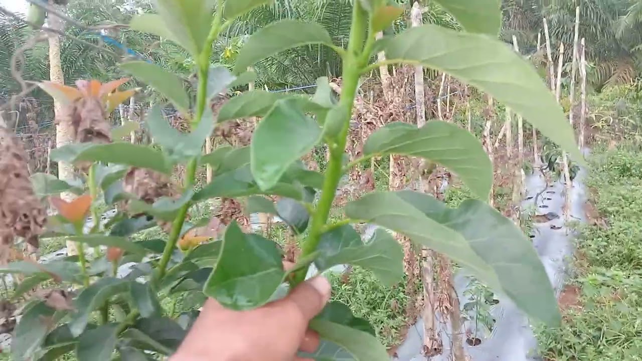 🔴 hasil pemangkasan  tanaman alpukat 