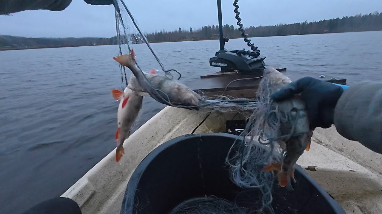 Verkoilla/Aivan hirvee määrä kalaa,syksyn paras reissu!