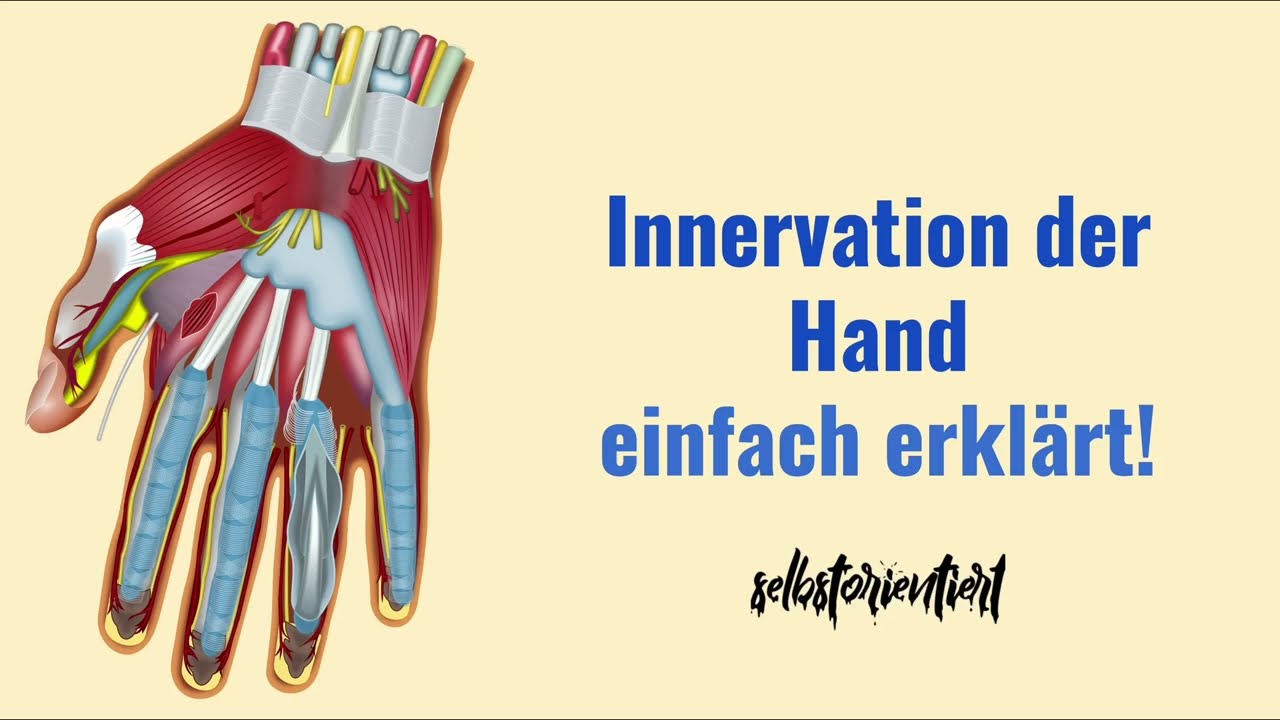 Innervation der Hand einfach erklärt! - Nerven der Handmuskeln | N.radialis | Medianus | Axillaris