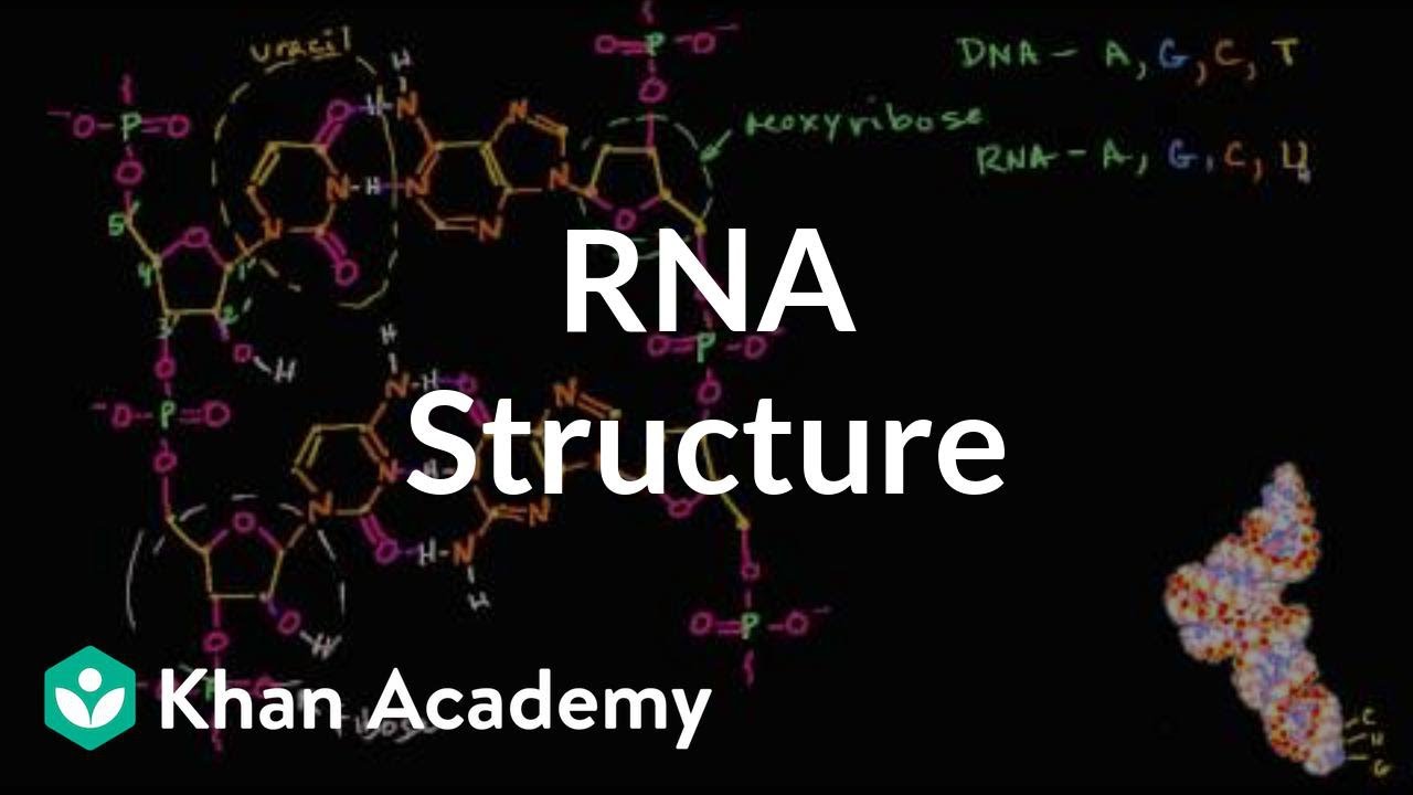 Molecular structure of RNA | Macromolecules | Biology | Khan Academy