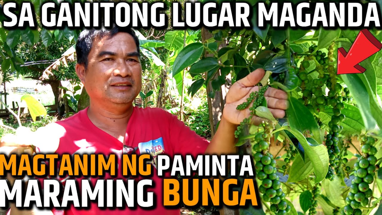 PAANO AT SAAN MAGANDANG MAGTANIM NG PAMINTA PARA MARAMING BUNGA | D' GREEN THUMB