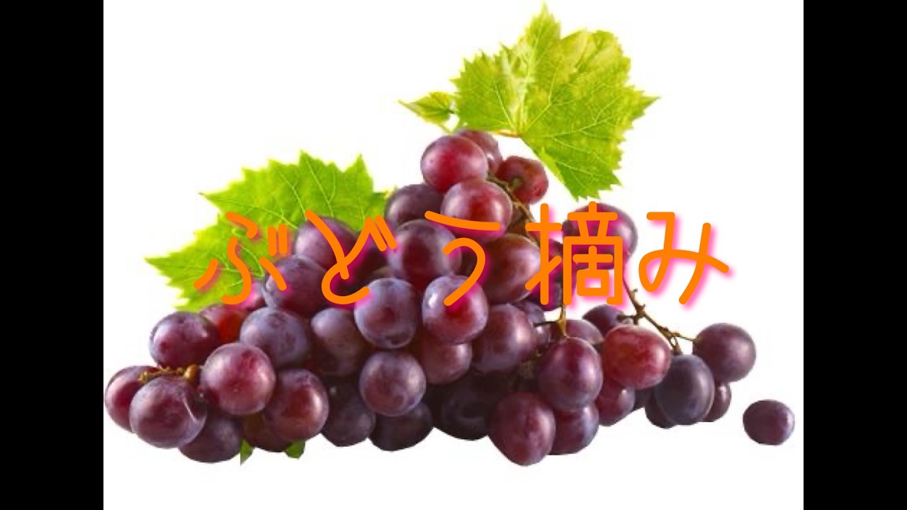 ぶどう摘み