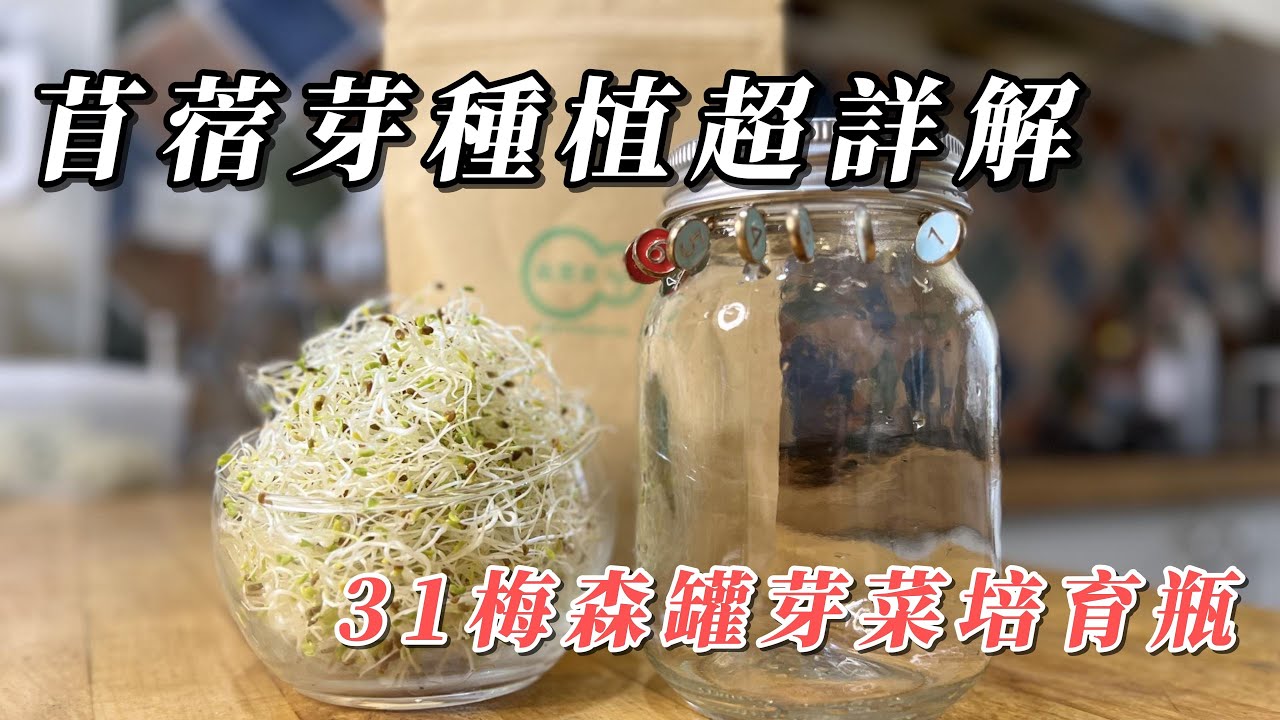 苜蓿芽種植超詳解 - 31梅森罐芽菜培育瓶