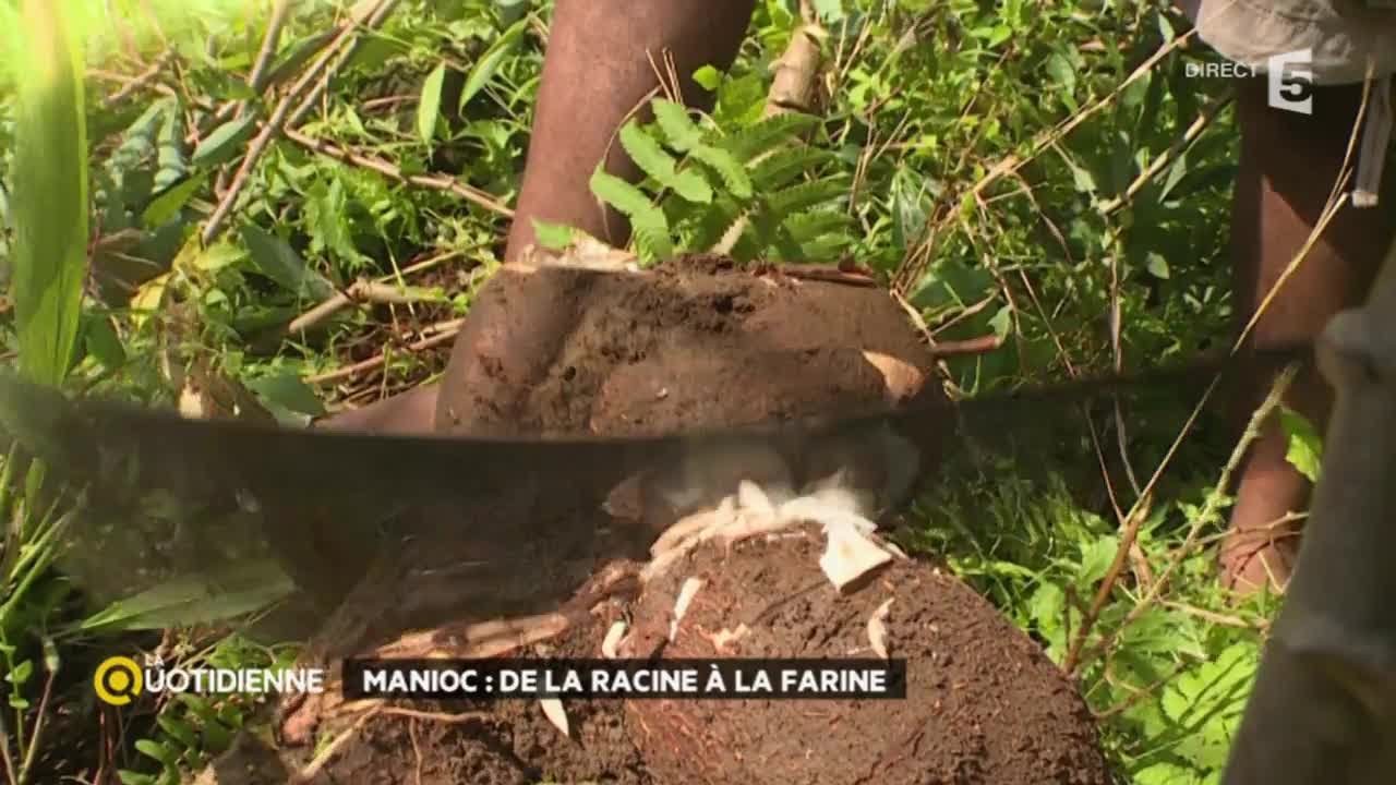 Manioc : de la racine à la farine