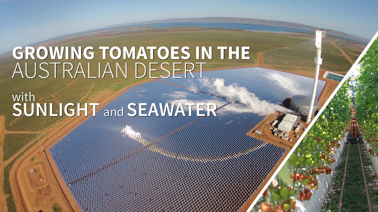 Growing food in the Australian desert with sunlight and seawater - the Sundrop Farms project