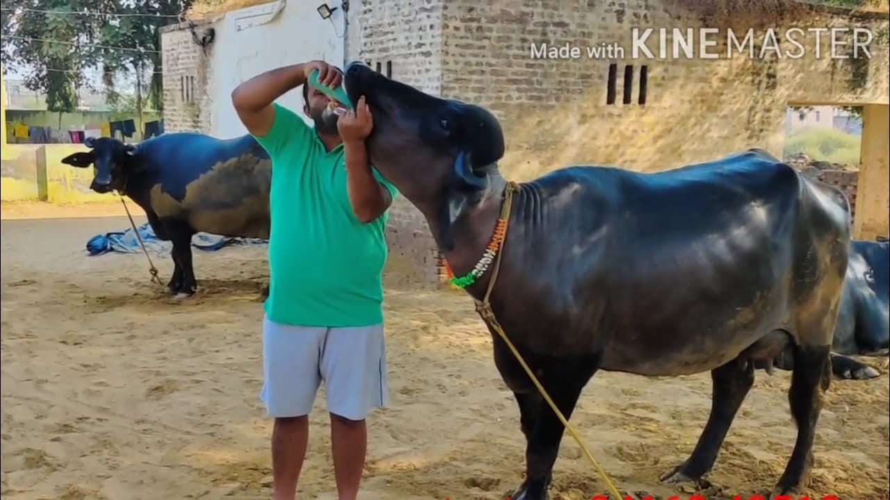 पशु से पुरा दुध लेने‌ के लिए ओर पशु को‌ तैयार कैसे करें