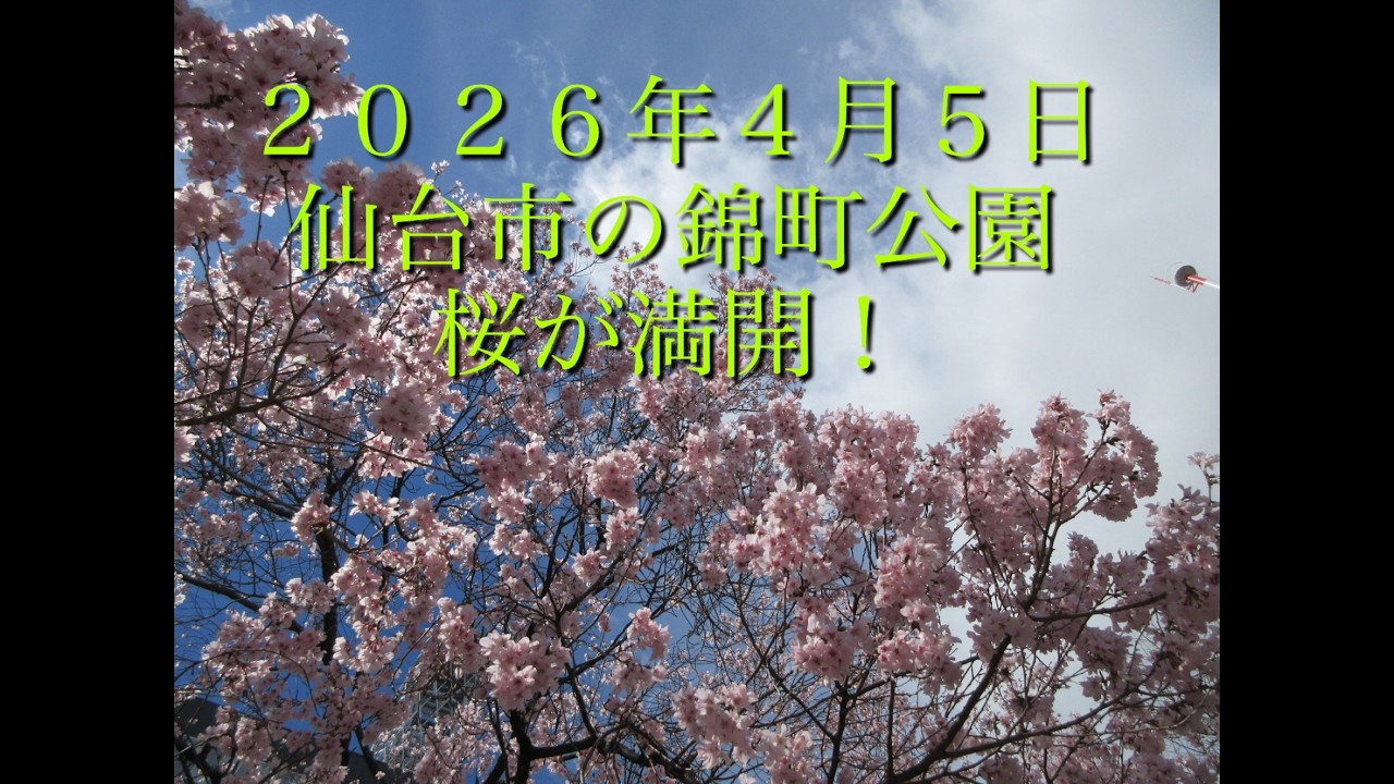 ２０２６年4月５日、仙台市錦町公園でお花見をしました。