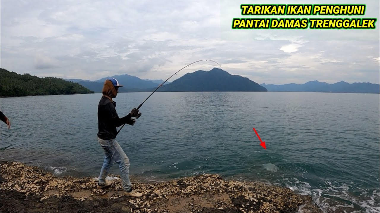 TARIKAN KUAT IKAN PENGHUNI PANTAI DAMAS || CASTING PINGGIRAN