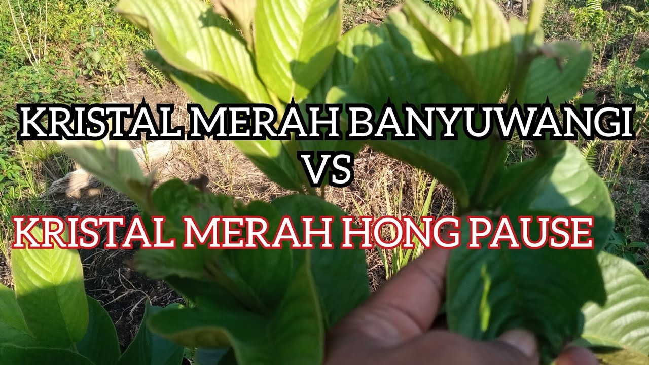 PERTUMBUHAN JAMBU KRISTAL MERAH BANYUWANGI VS KRISTAL MERAH HONG PAUSE
