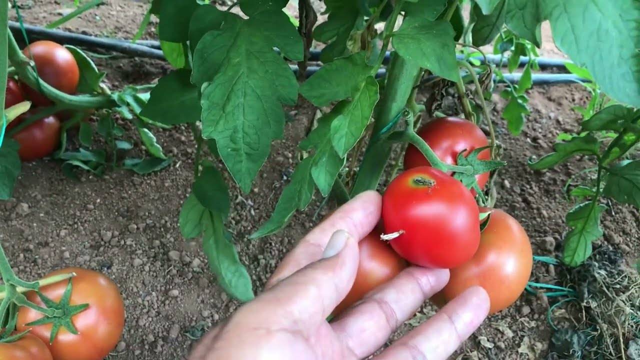 Летнее выращивание томатов. Тута повреждения. Затенение в теплице