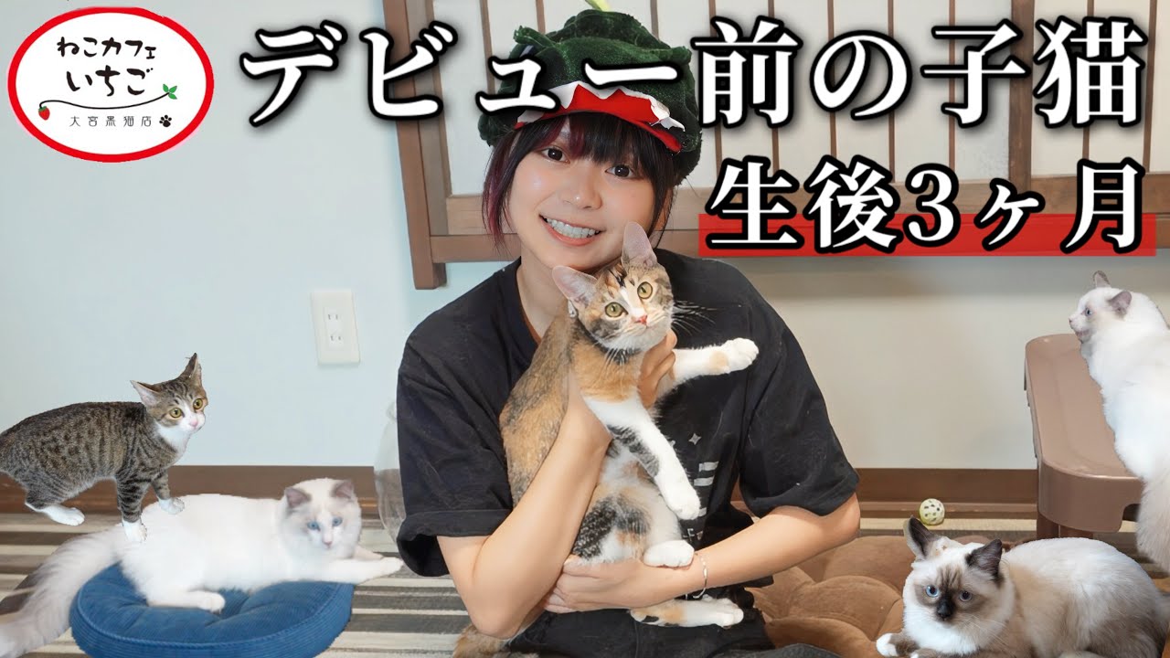 多分日本１ベタ慣れのねこカフェ『ねこカフェいちご』で生後約3ヶ月の子猫と触れ合う。可愛すぎて無理...