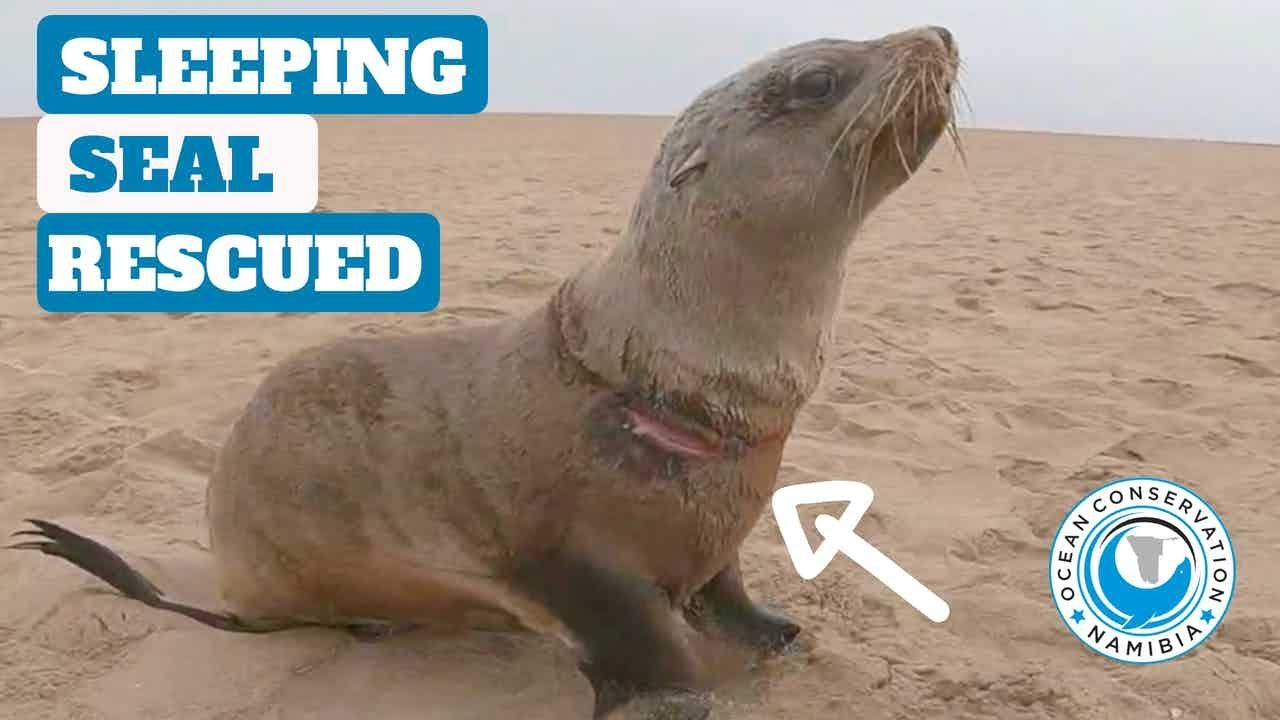 Sleeping Seal Rescued