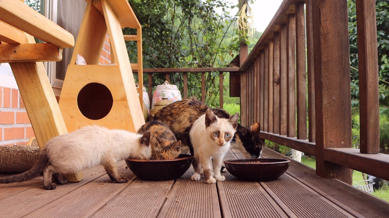 샴 고양이 믹스 얼룩이 가족 근황(feat.🐱🍒)