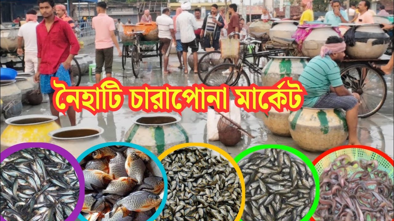 নৈহাটি রাজেন্দ্রপুর চারাপোনা মার্কেট | Naihati Fish Seed Market | Naihati Rajendrapur Fish Market |
