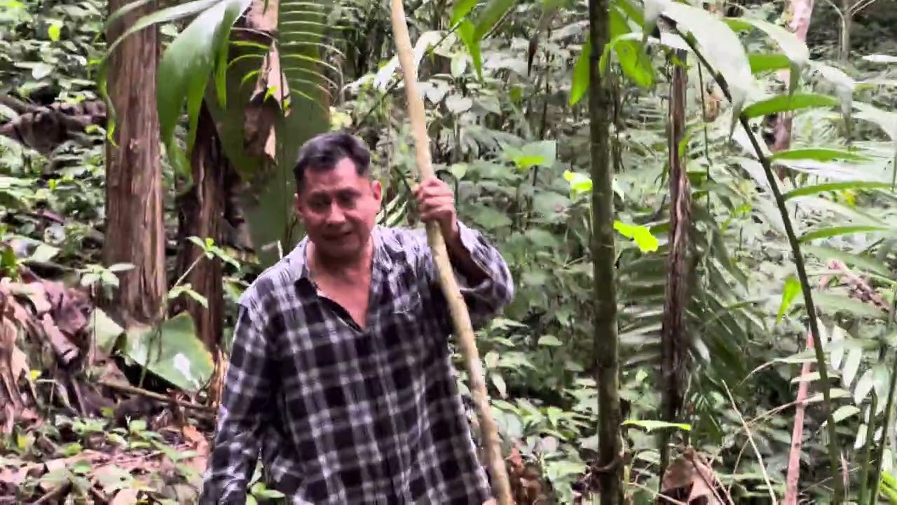 Cómo cosechar un racimo de plátano,  si está grande 