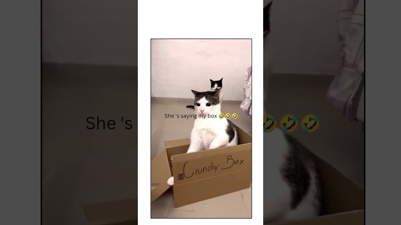 😂😂😂😂😂😂 
