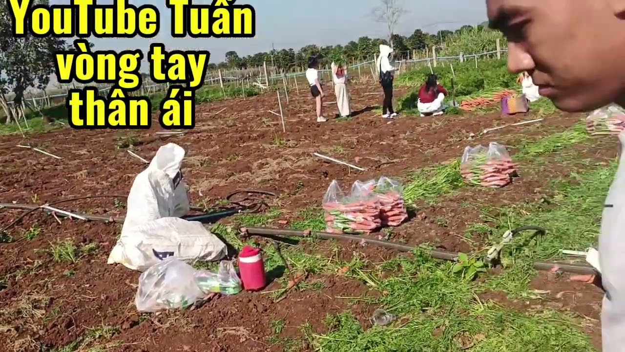 Tình cờ gặp anh chị đi nhổ cà gót ở đà lạt 
