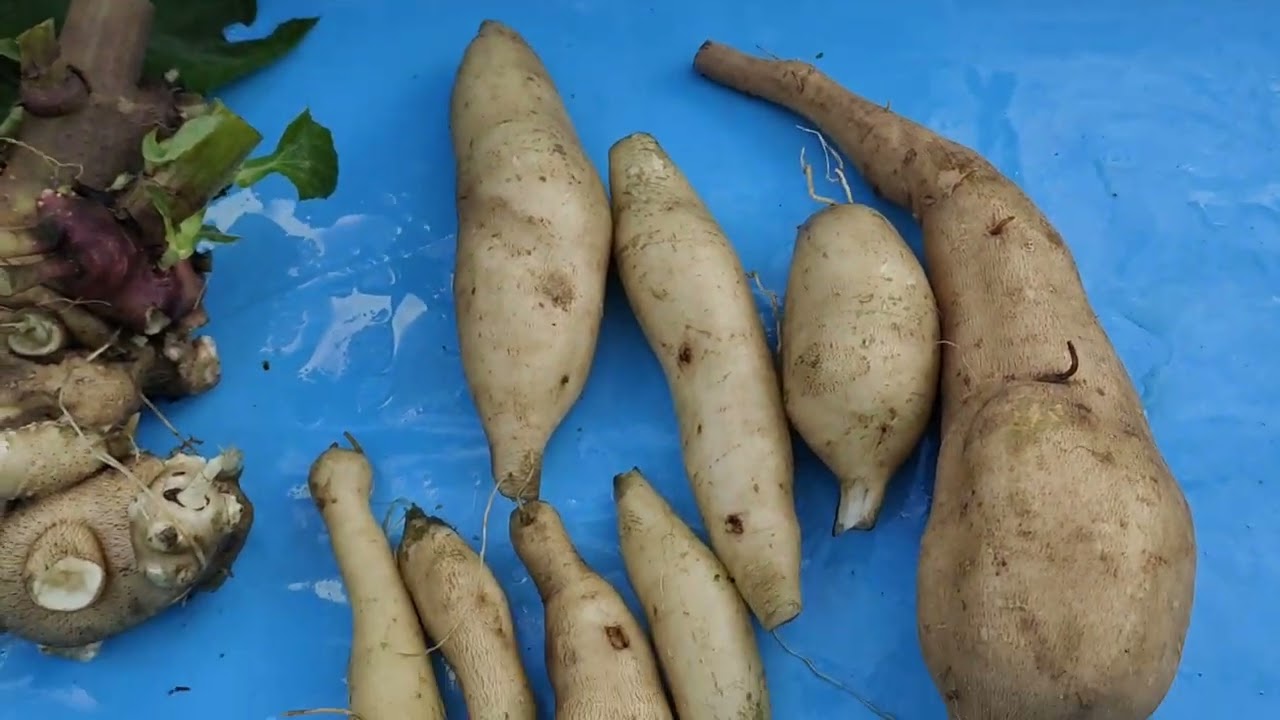 Якон, ценный диетический продукт. Что едят, а что оставляют на выращивание.