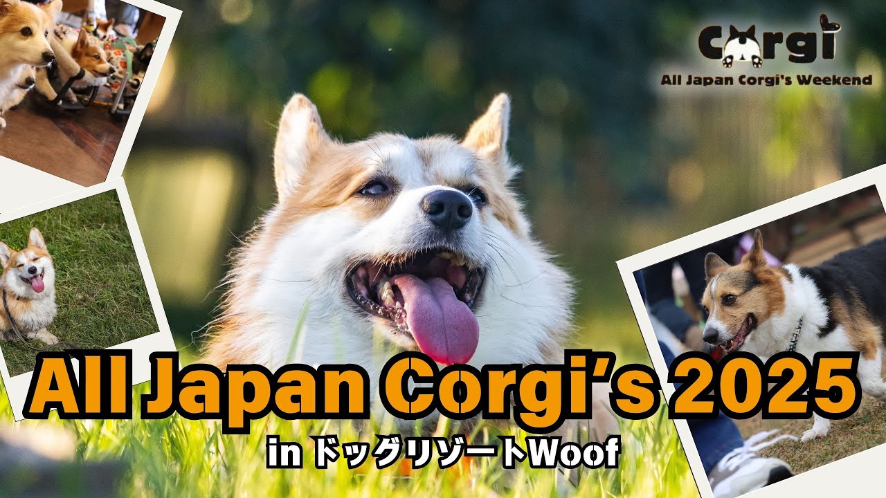 [AJC2025] Всеяпонские корги!/в собачьем курорте Woof