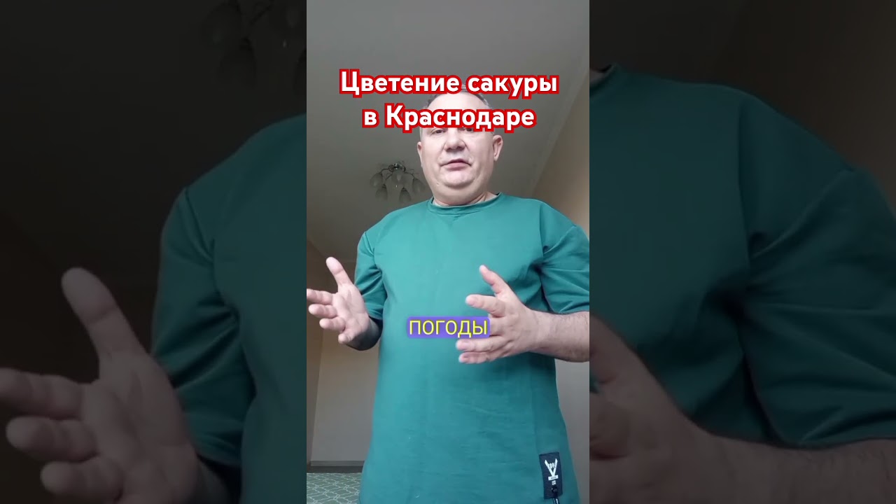 Цветение сакуры в Краснодаре; снять жильё посуточно в Краснодаре 89030735444