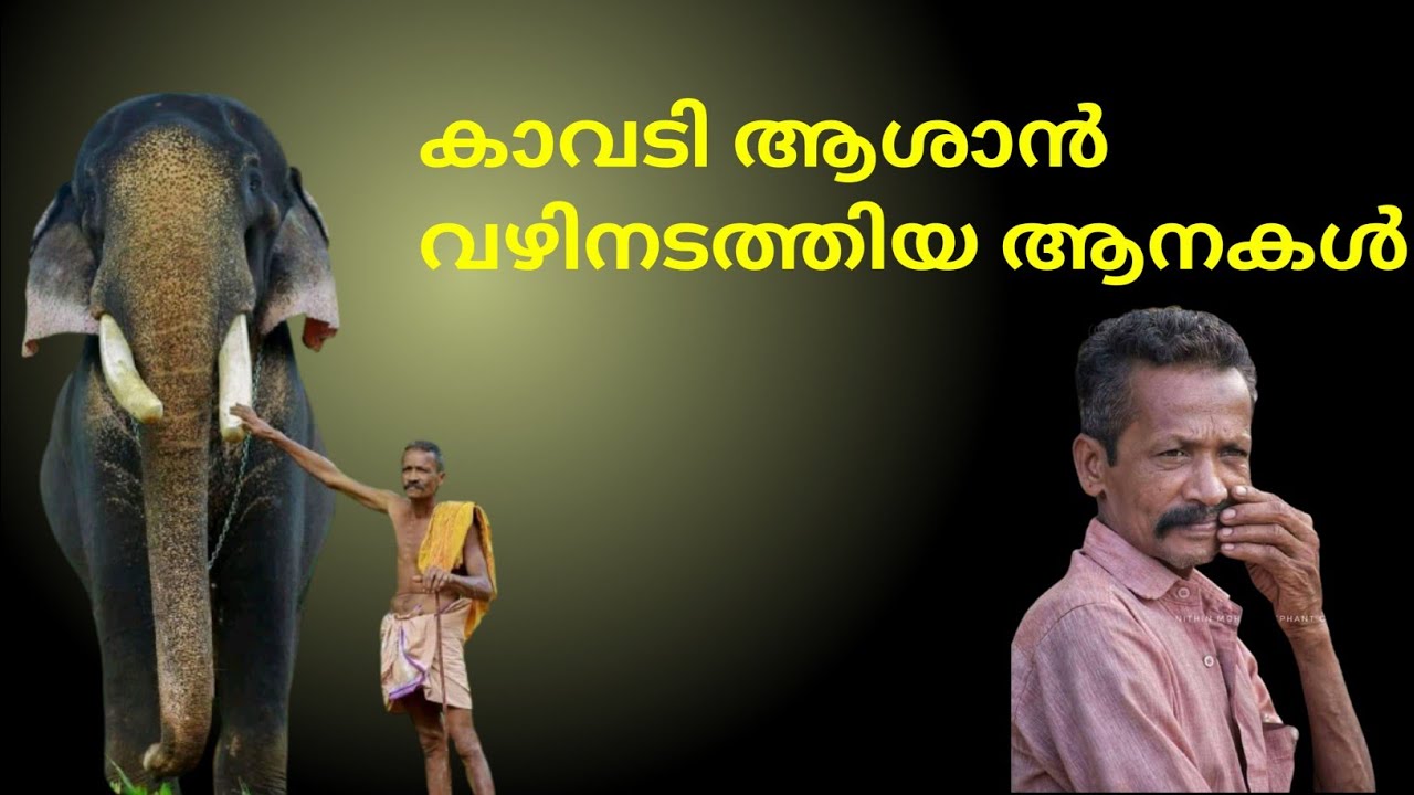 കാവടി ആശാൻ വഴിനടത്തിയ ആനകൾ | kavadi narayanan elephants