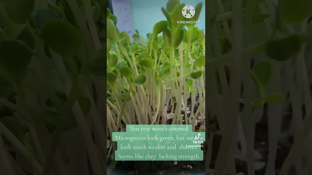 The Purpose of blackout for microgreens is Grow!