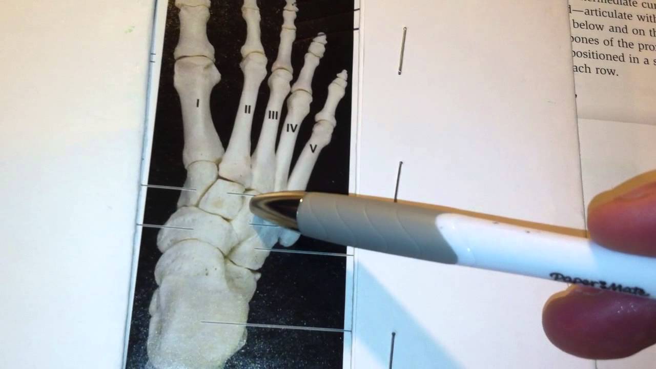 tarsals, metatarsals, phalanges
