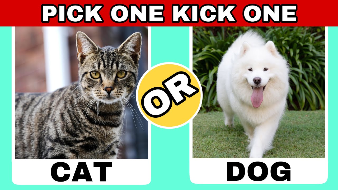 Pick One Kick One! | Animals Edition 🐱🐶