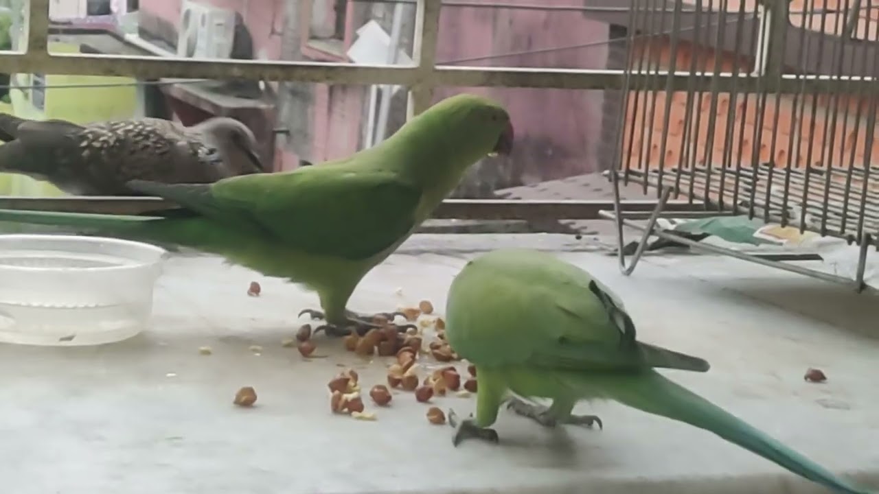  লাঞ্চ টাইম 