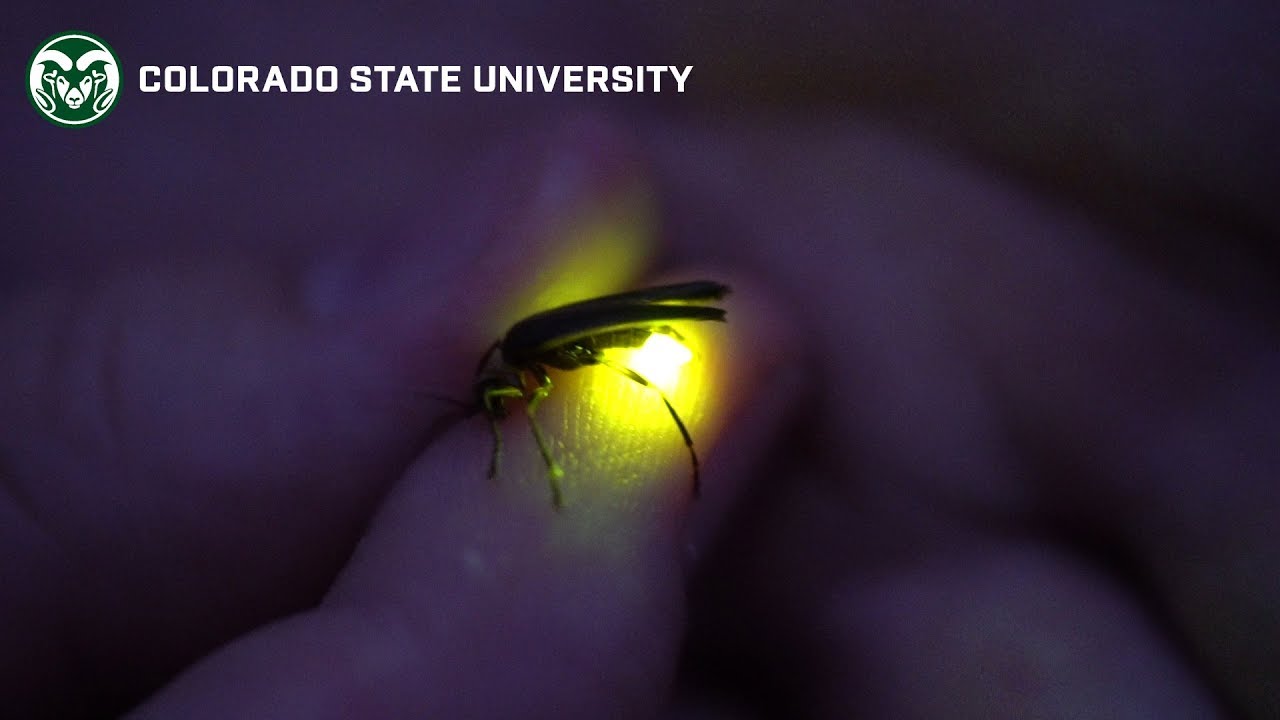 Are there fireflies in Colorado?