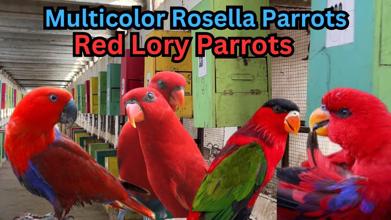Multicolor Rosella & Lory Parrots: Breeding, Egg Care, and Nutrition Guide | Mbirds803