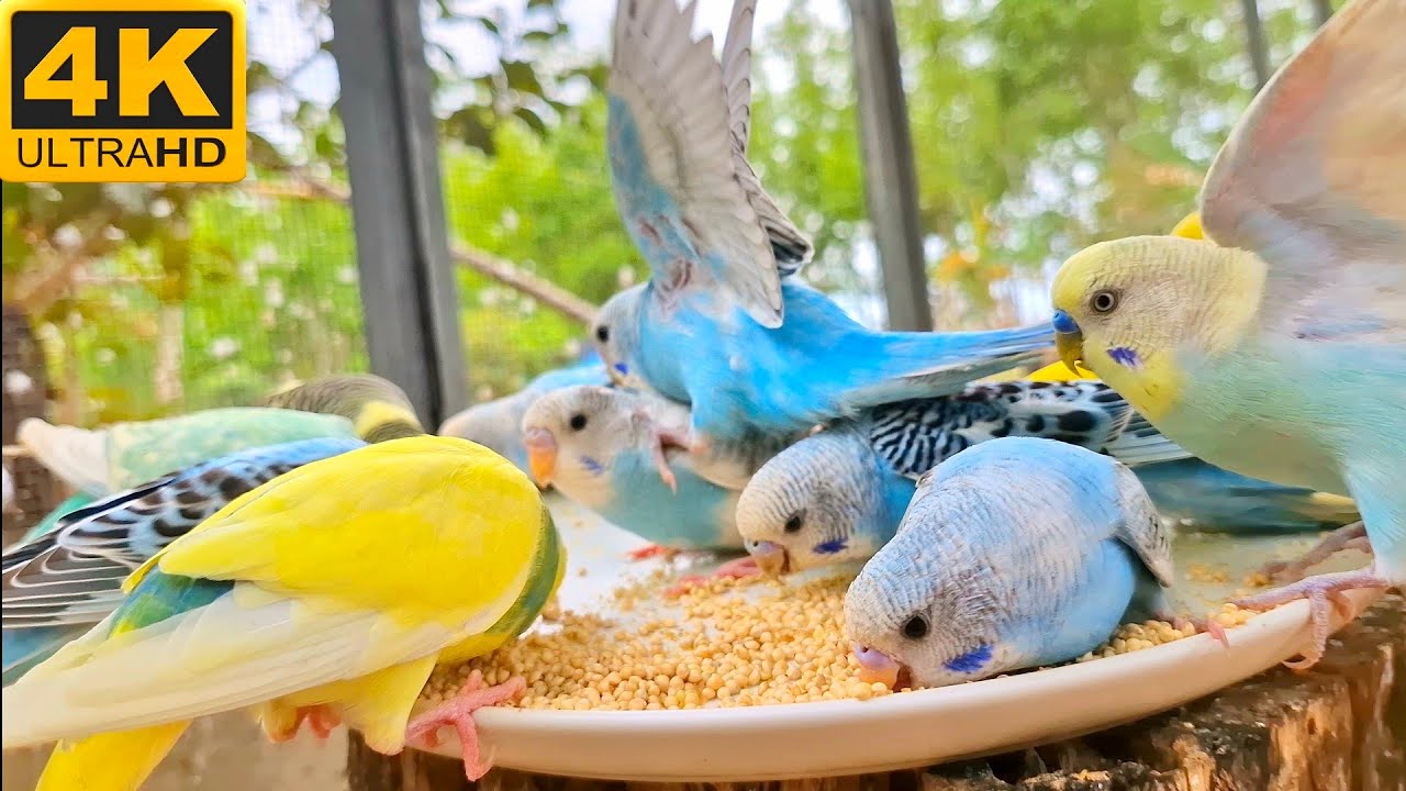This video can help your bird relax : Budgies parakeet bird eating sounds to ralaxing.