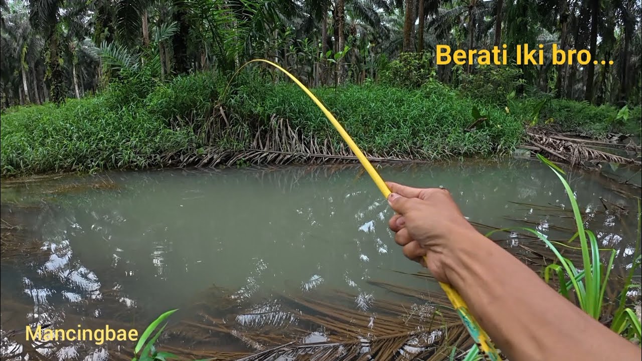 Mancing menelusuri sungai kebun sawit hasilnya luar biasa