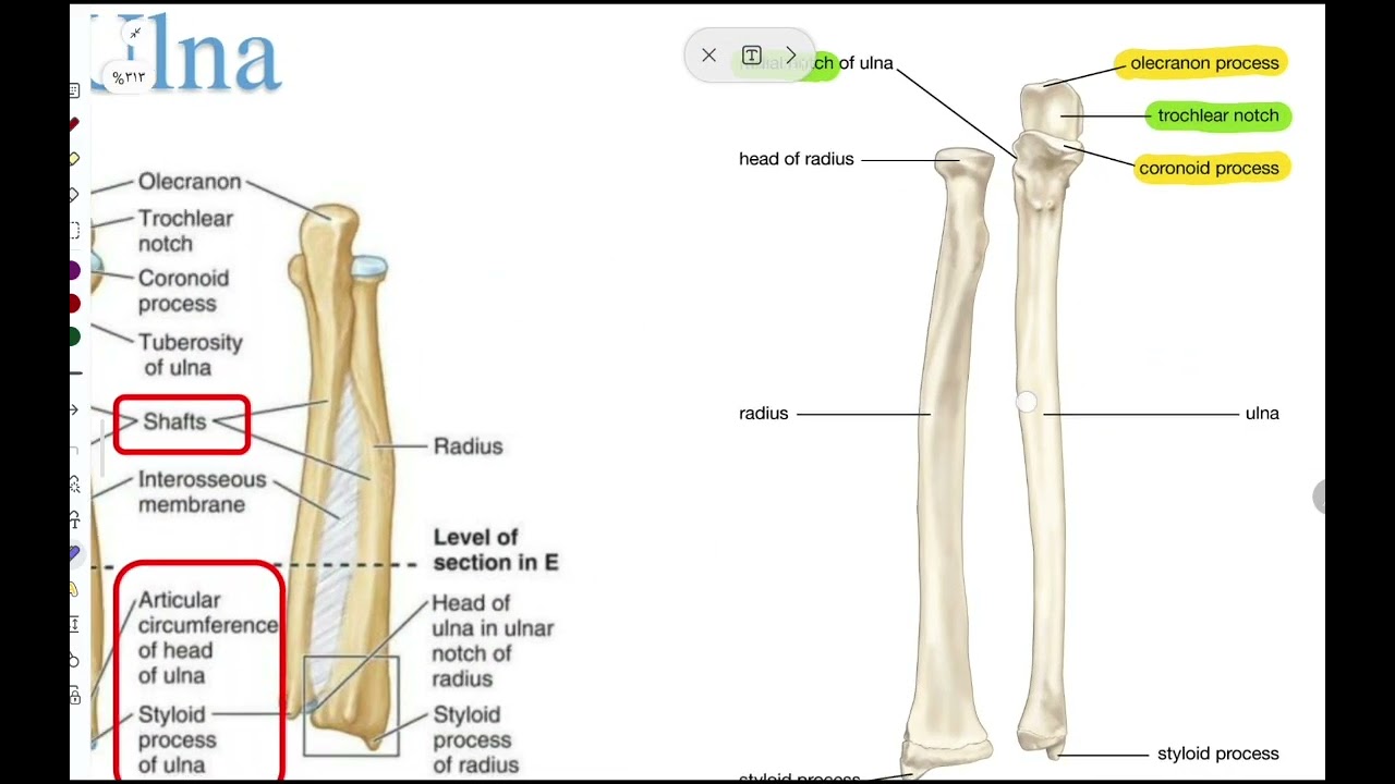 Hu General Anatomy 2026 Lec 4 part 2