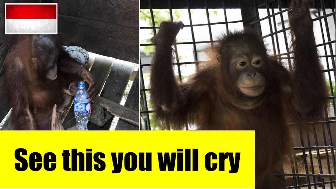 (Kotap) orangutan rescued by an international animal rescue team in west kalimantan Indonesia