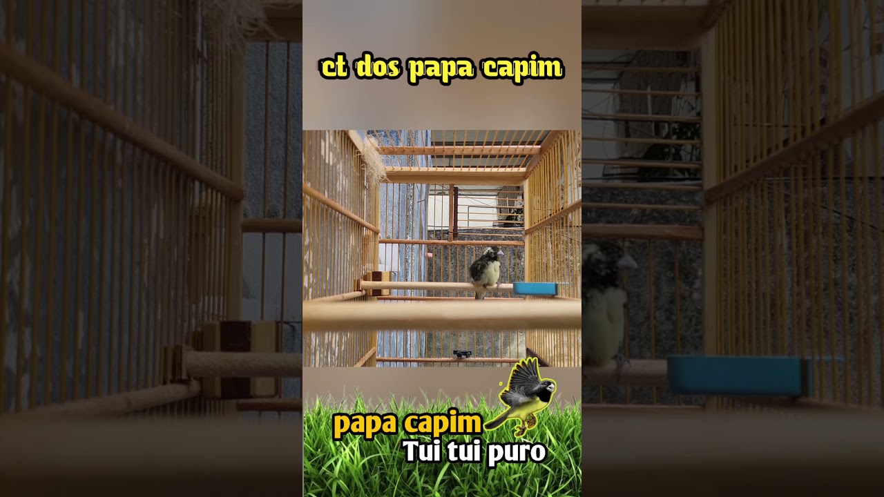 papa capim tui canta r&aacute;pido #coleiratuitui #papacapimtuitui #tuituipuro #tuituirapido