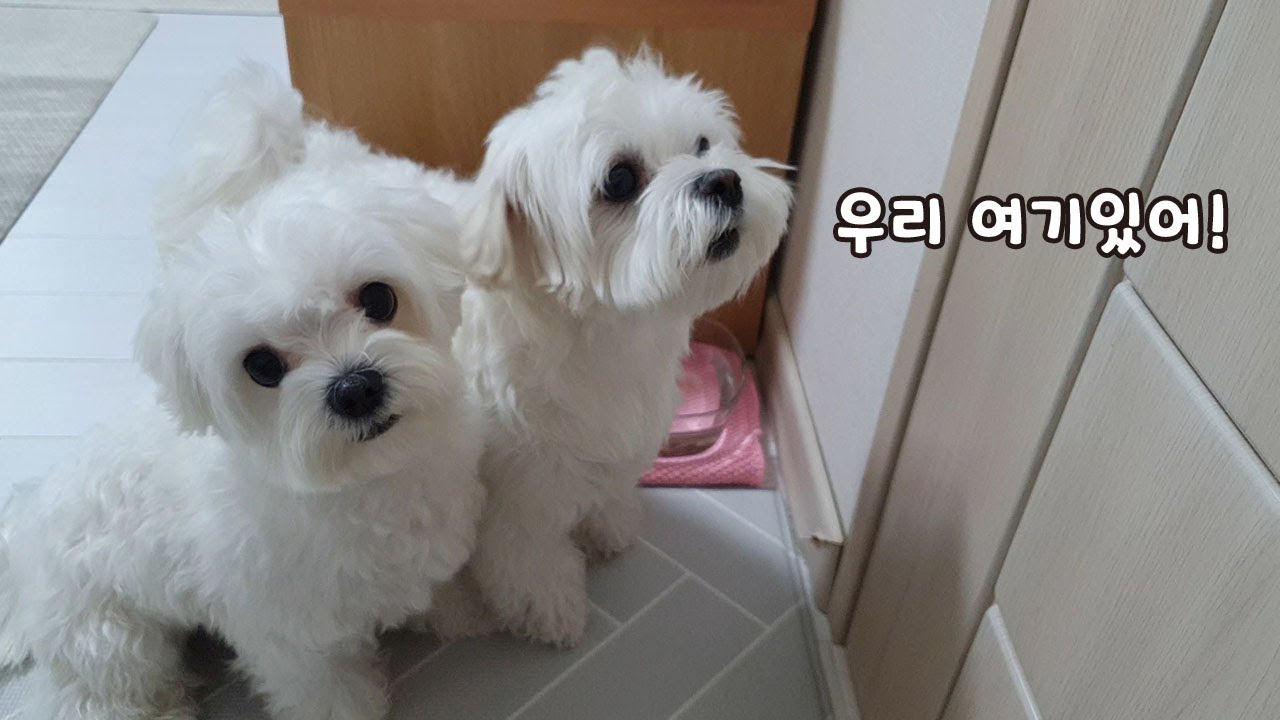 구조를 기다리는 강아지들