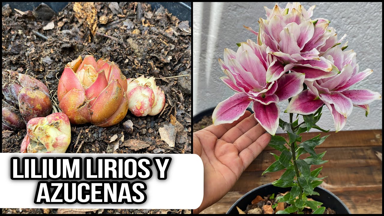 COMO GUARDAR LOS BULBOS DE LILIUM, LIRIOS Y AZUCENAS PASO A PASO